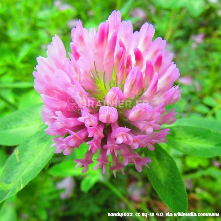 Trèfle violet, Trifolium pratense image
